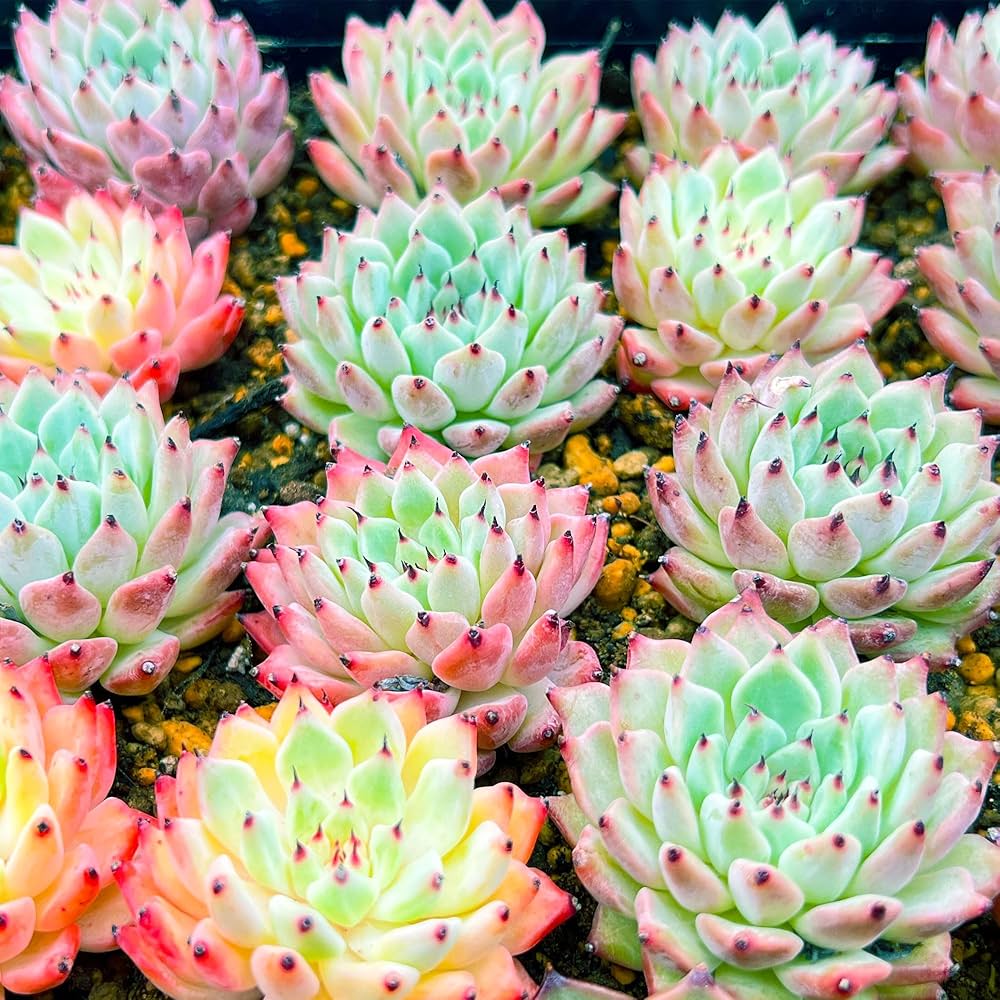 Amazon.co.jp: 【Succute】エケベリア 韓国苗（発根済み抜き苗